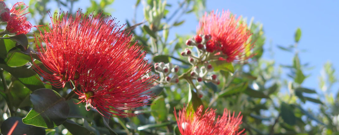 Røde Pohutukawa blomsterfrø til plantning - 100 stk