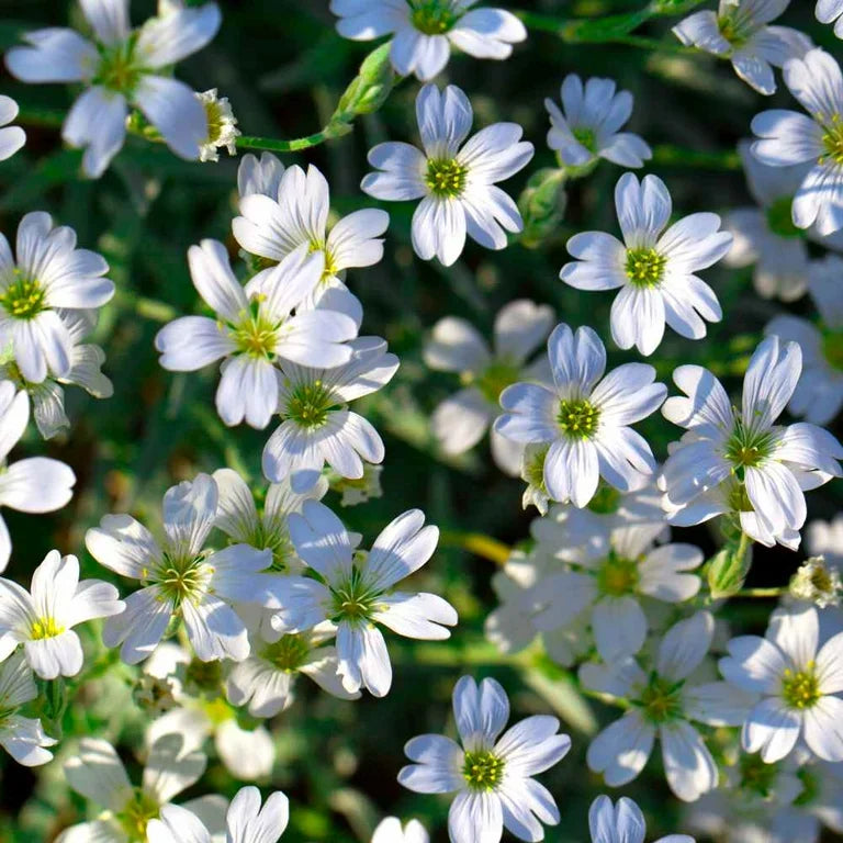 White Gypsophila Repens Seeds – Organic, Heirloom, Non-GMO Flower Seeds for Planting