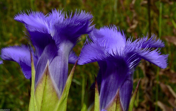 Blue Gentian Fringed Flower Seeds for Planting - 100 pcs