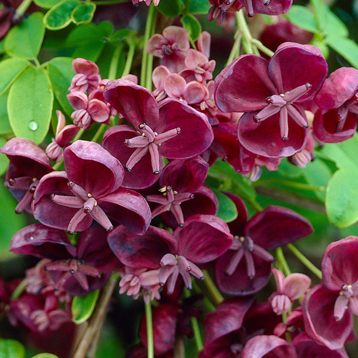 Chocolate Clematis Flower Seeds for Planting, 100 pcs