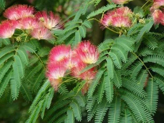 Pink Julibrissin Plant Seeds for Planting - 100 pcs