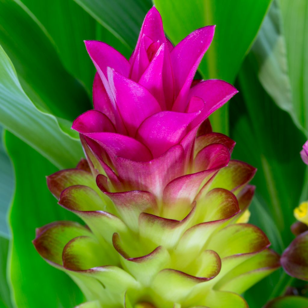organic curcumae flower seeds