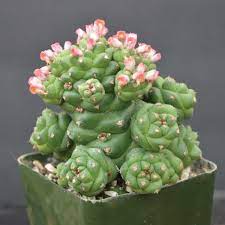 green monadenium flower seeds