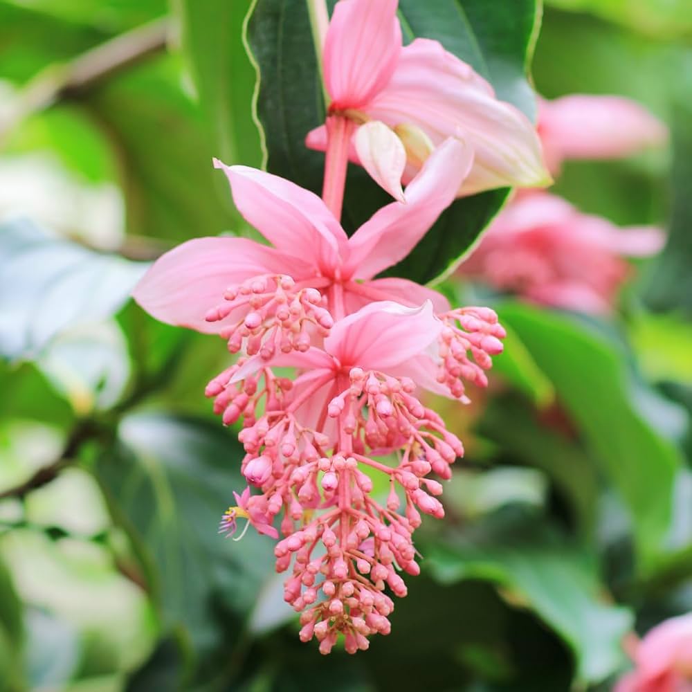 pink organic flower seeds