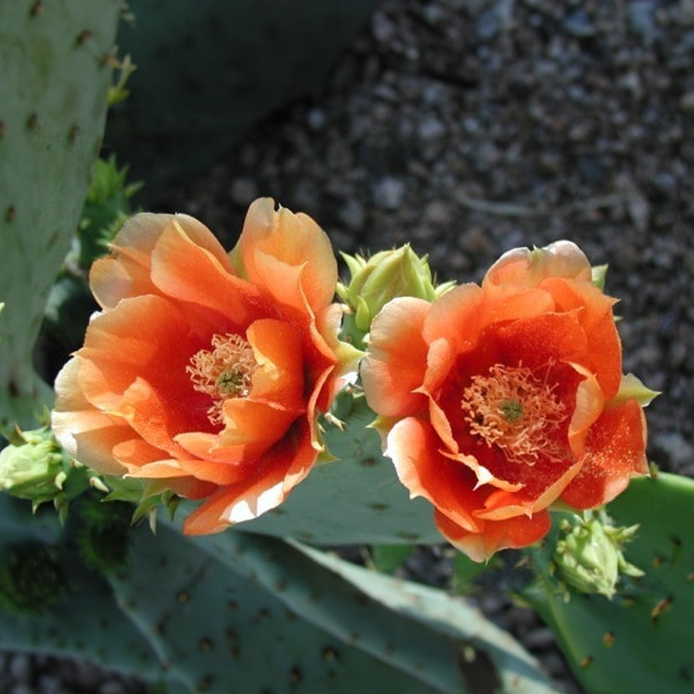 orange opuntia flower seeds