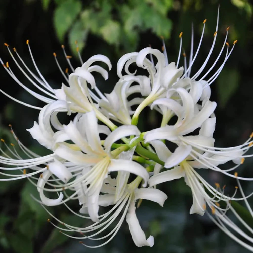 white lycoris flower seeds