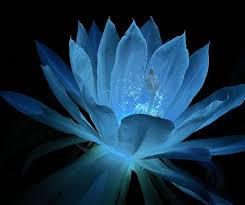 blue light flower seeds