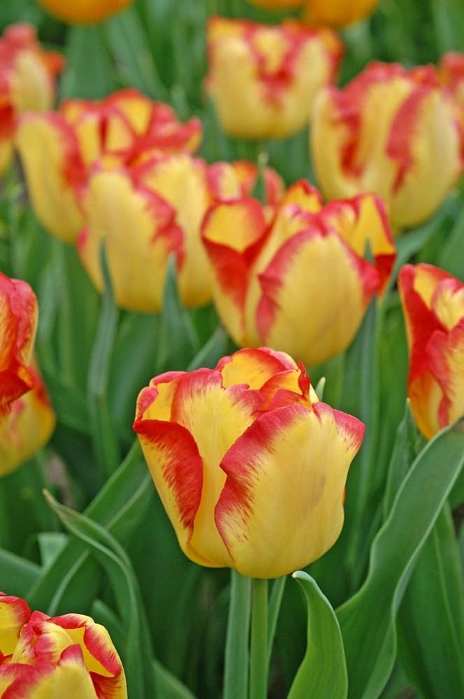 heirloom non flower seeds