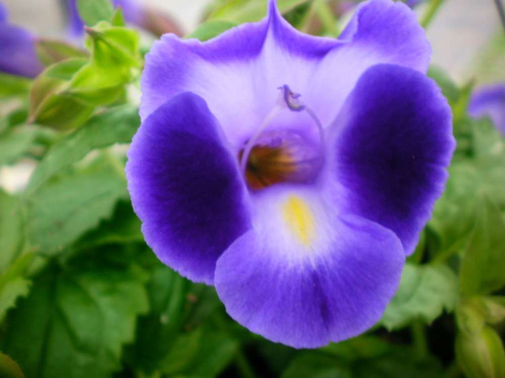 purple heirloom flower seeds
