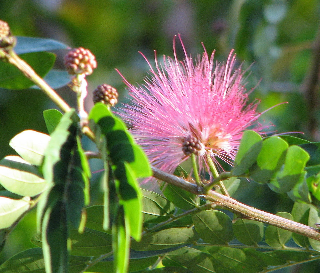 heirloom calliandra flower seeds