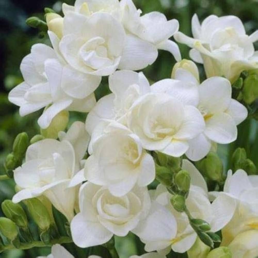 freesia flower flower seeds