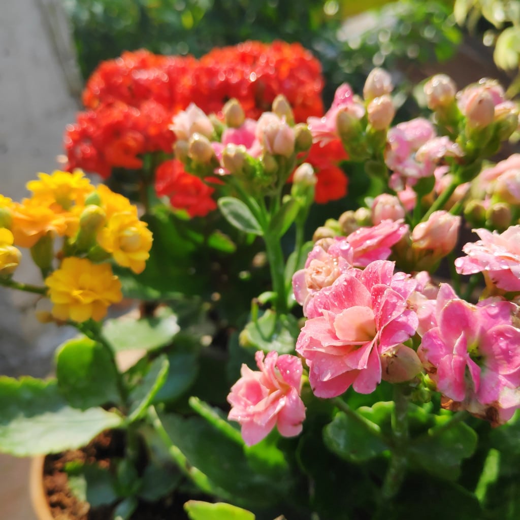 kalanchoe mixed flower seeds