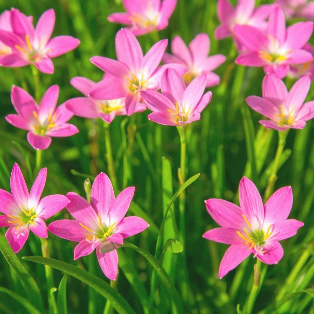 pink heirloom flower seeds