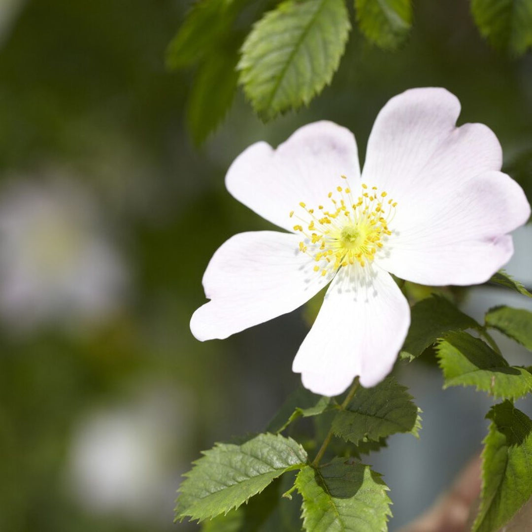 white canina flower seeds