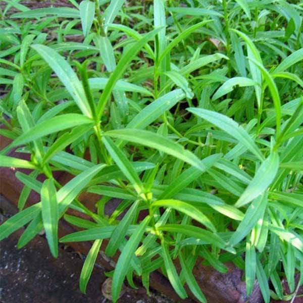 tarragon plant flower seeds