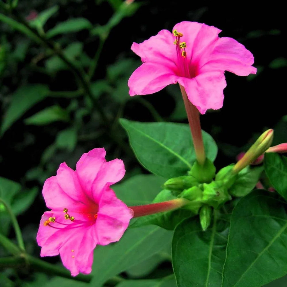 pink heirloom flower seeds