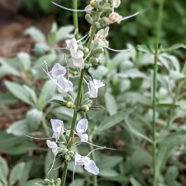white sage flower seeds