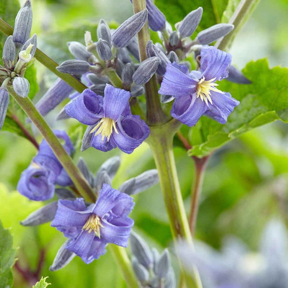 heirloom clematis flower seeds