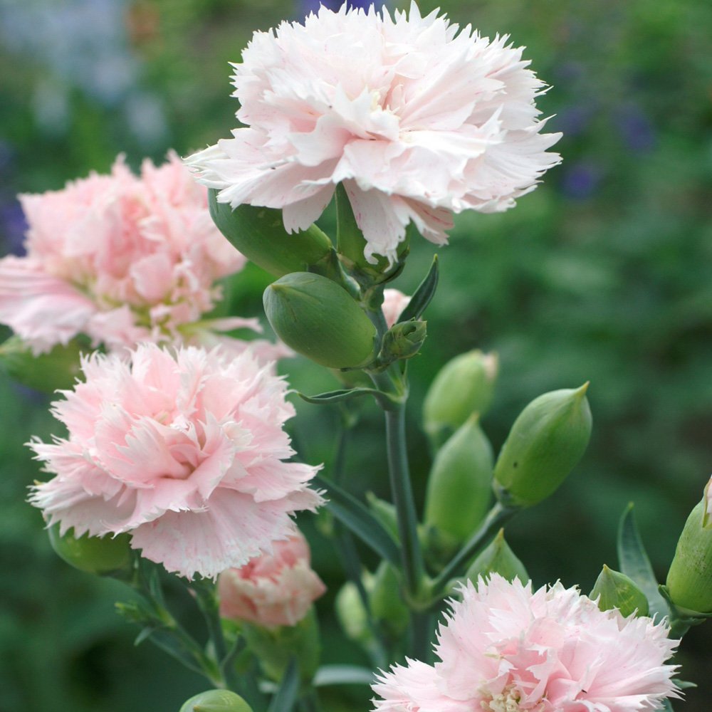 pink caryophyllus flower seeds