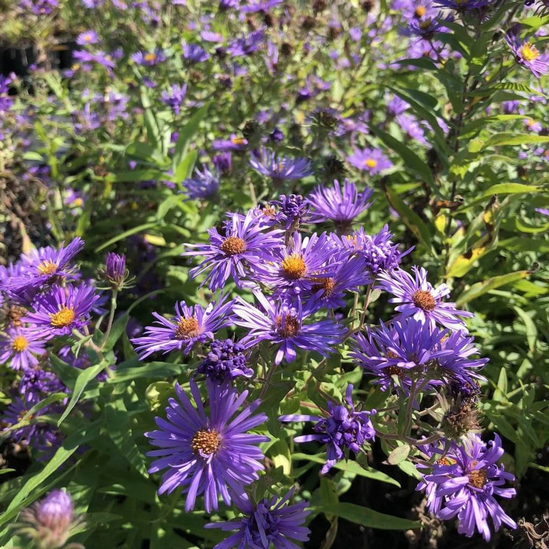purple novae flower seeds