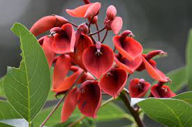 erythrina flower flower seeds