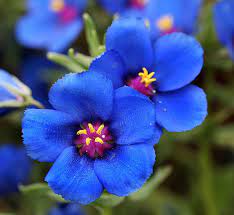 blue organic flower seeds