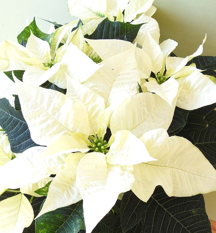 white green flower seeds
