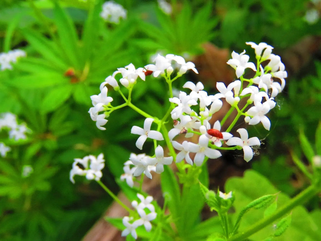 sweet woodruff flower seeds