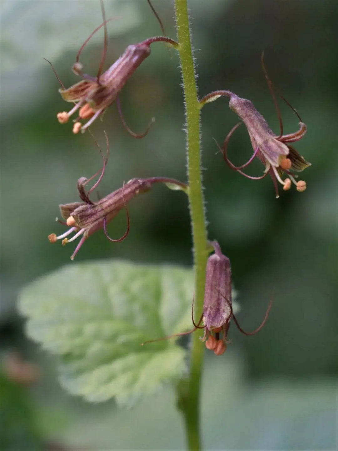 tolmiea flower flower seeds