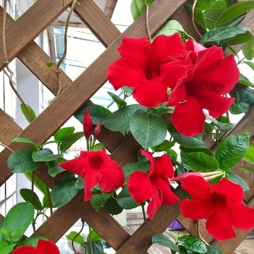 heirloom dipladenia flower seeds