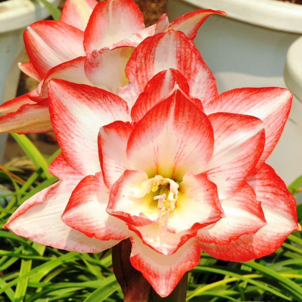 red white flower seeds