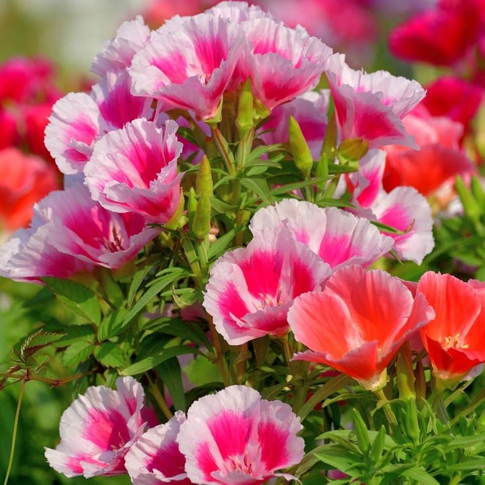 heirloom mixed flower seeds