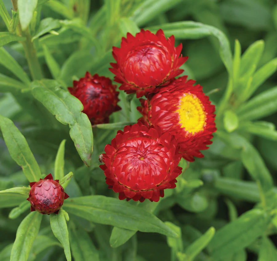 red heirloom flower seeds