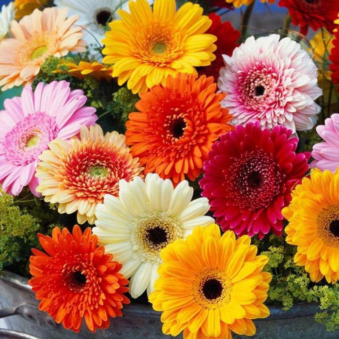 gerbera flower flower seeds
