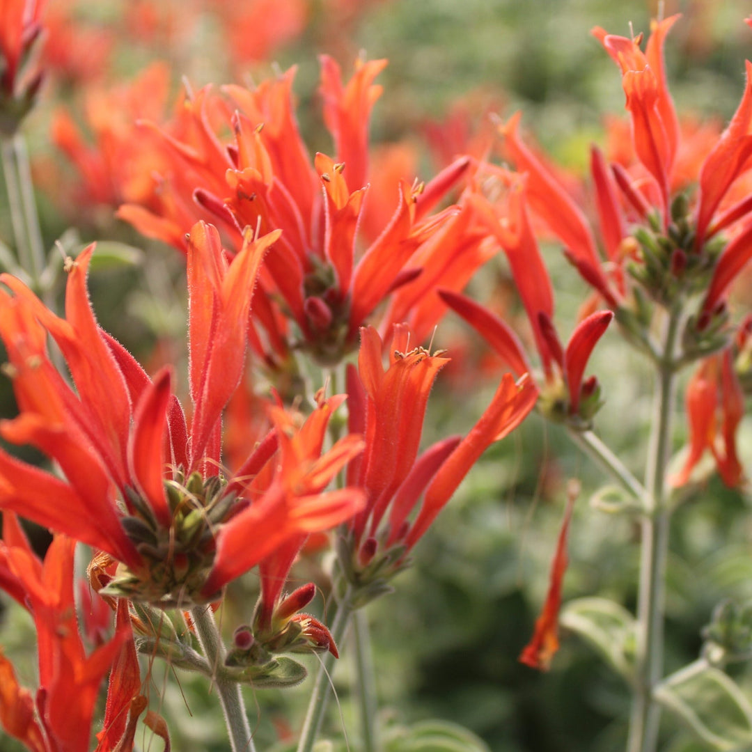 hummingbird flower flower seeds