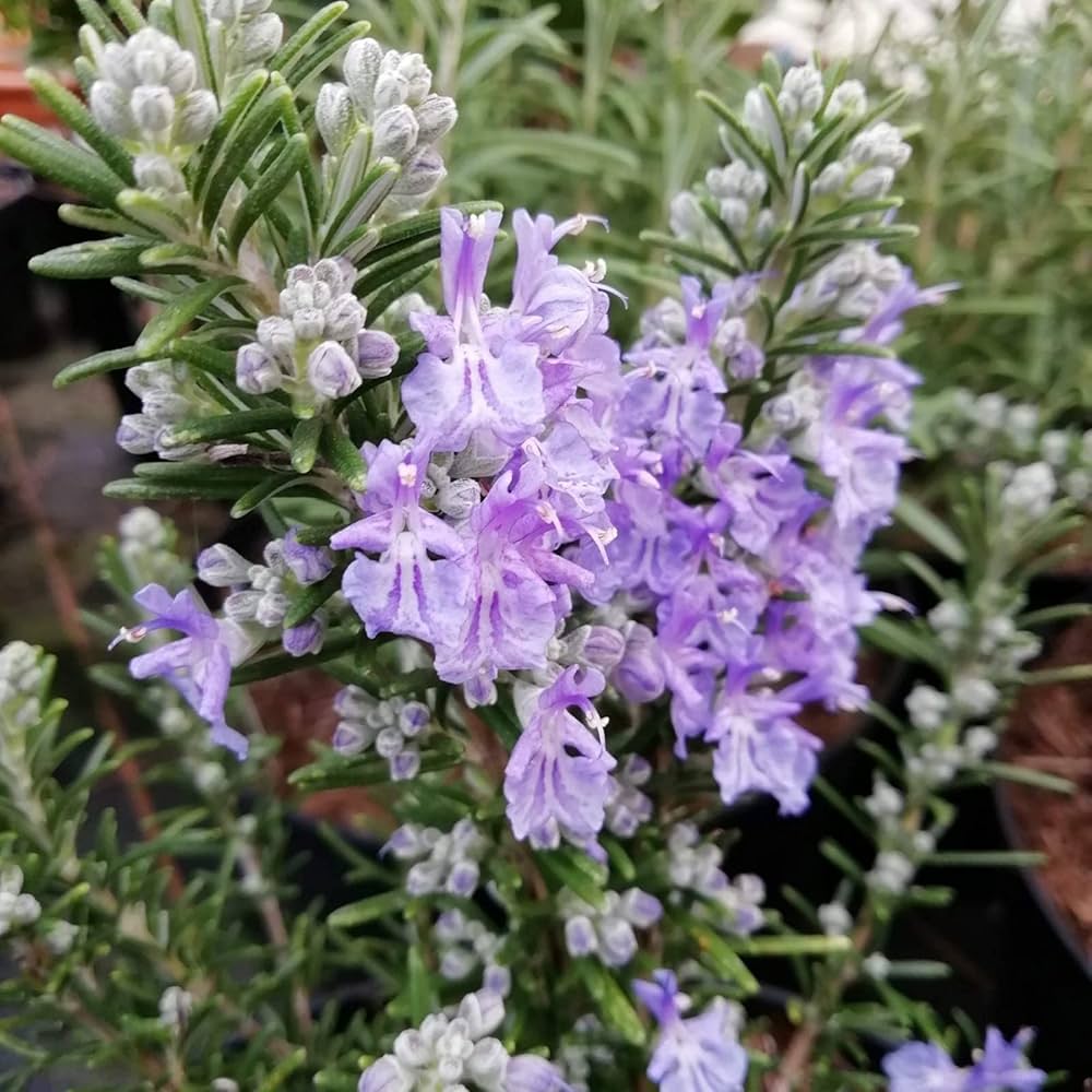 violet heirloom flower seeds
