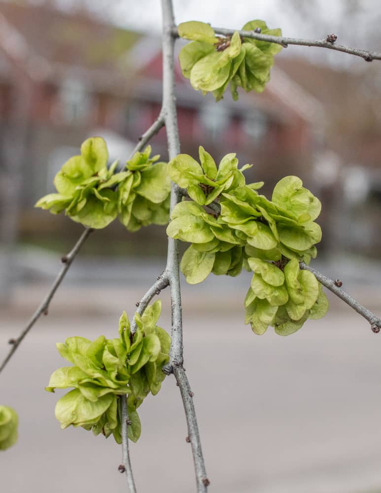 green dark flower seeds