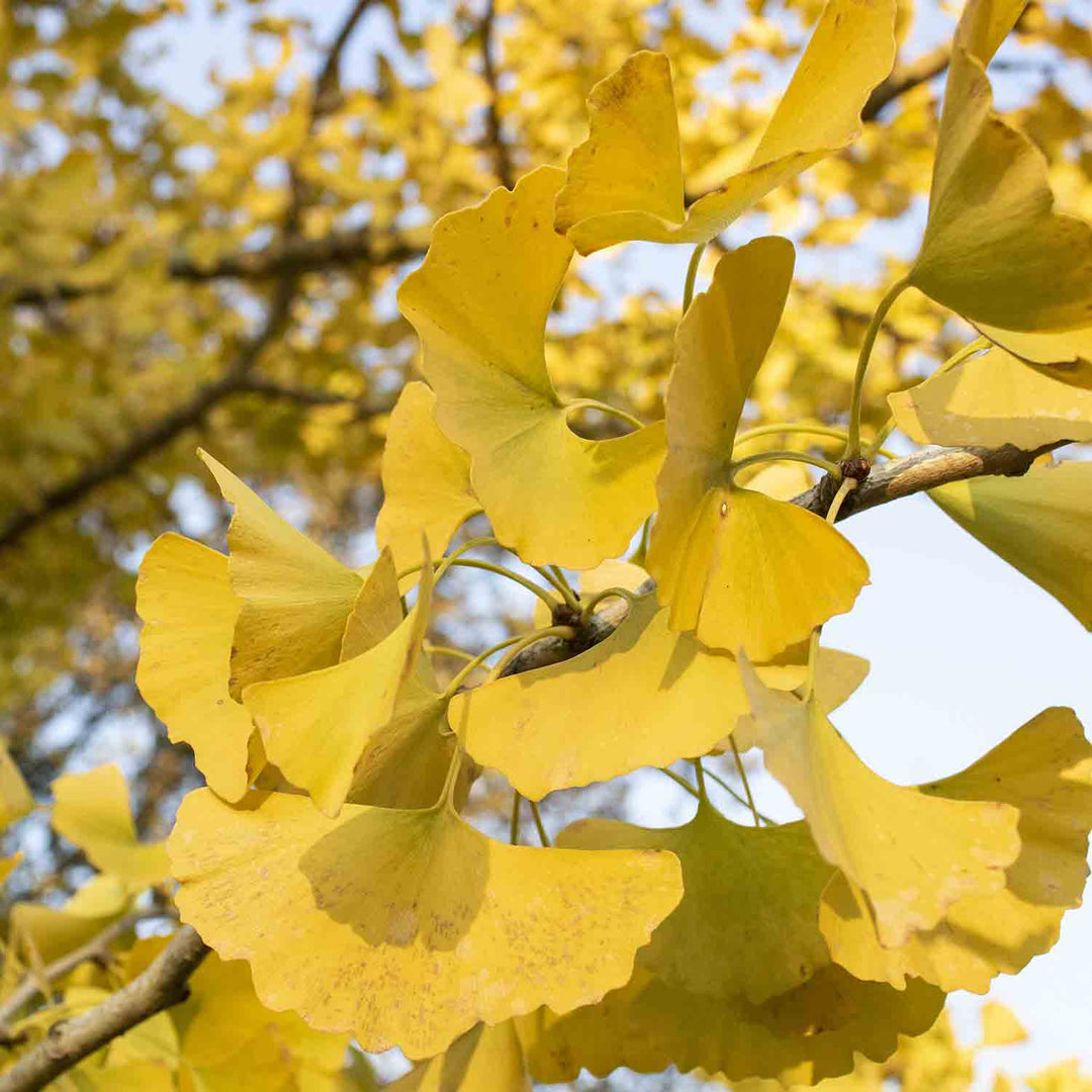 ginkgo flower flower seeds