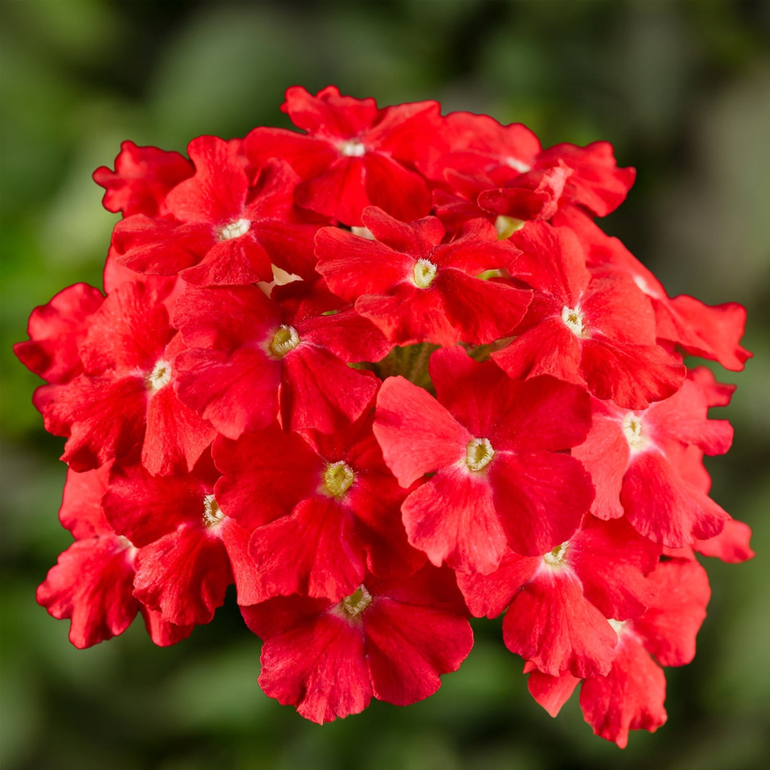 red verbena flower seeds