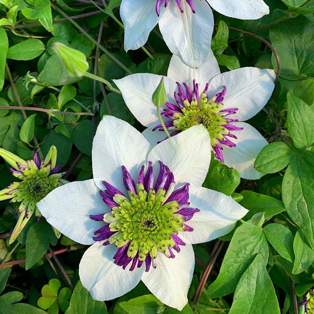 white purple flower seeds