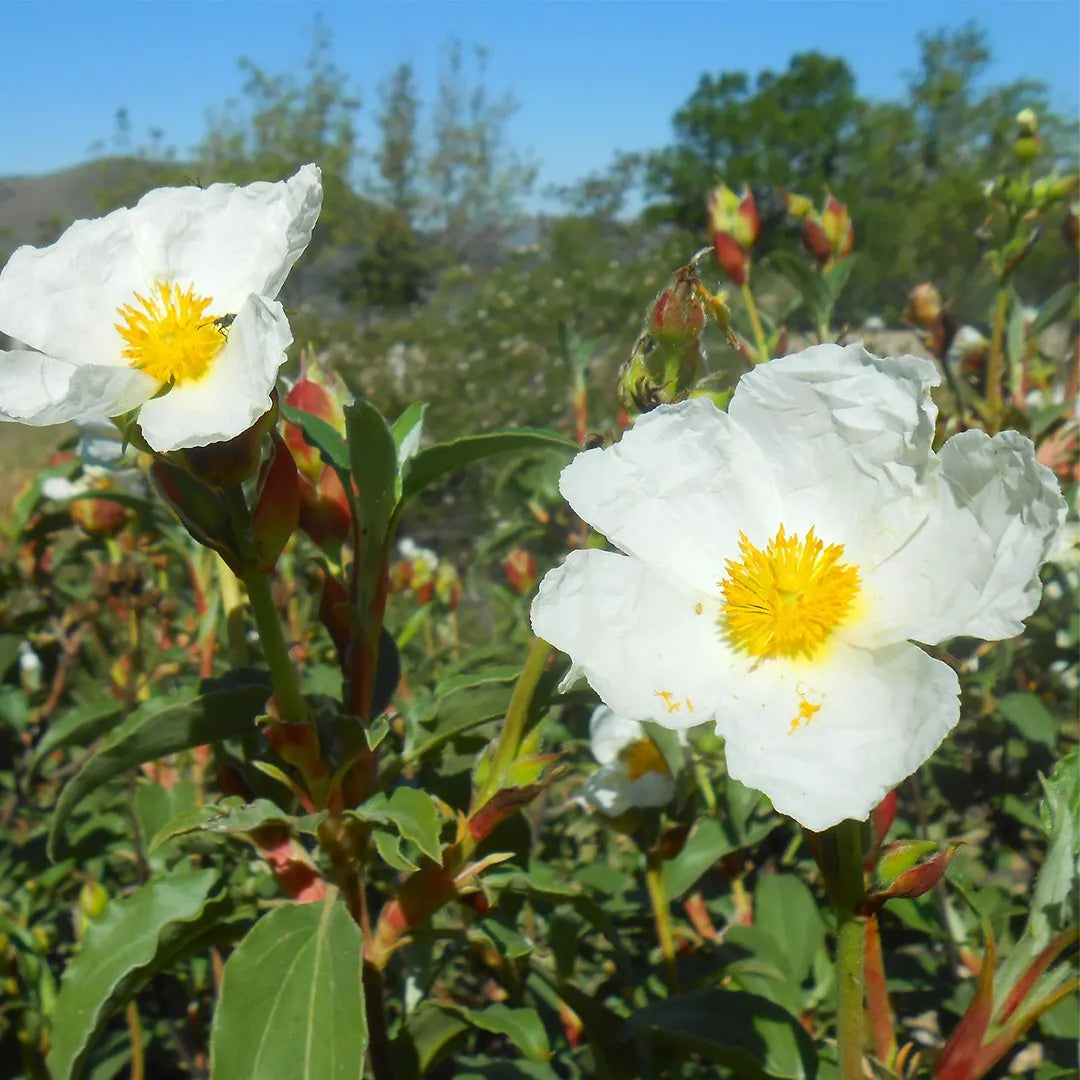 heirloom creticus flower seeds