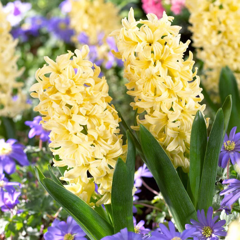 yellow heirloom flower seeds
