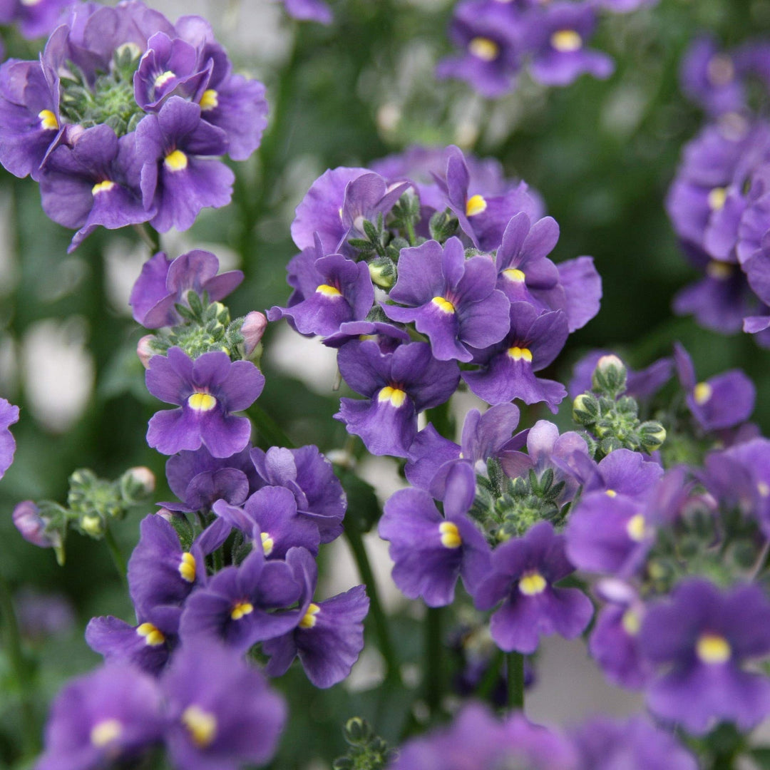 blue dark flower seeds
