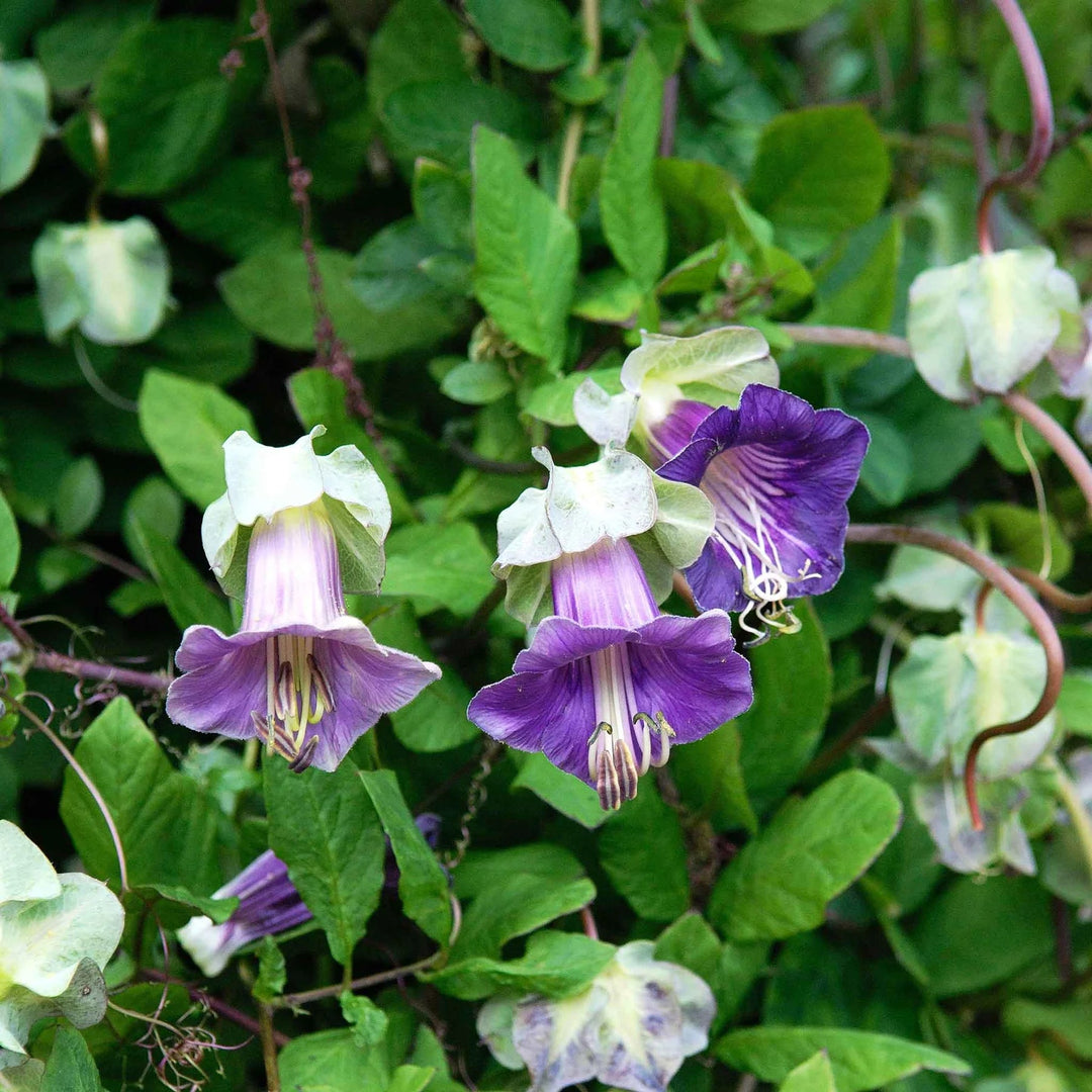 heirloom cup flower seeds