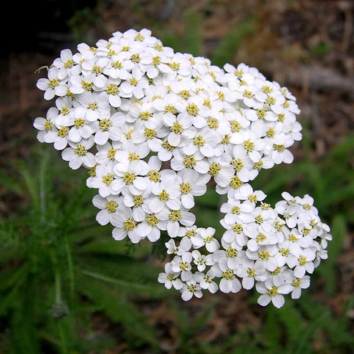 White Heirloom Yarrow Flower Planting Non Gmo Flower Seeds Home Garden Planting, Ornamental
