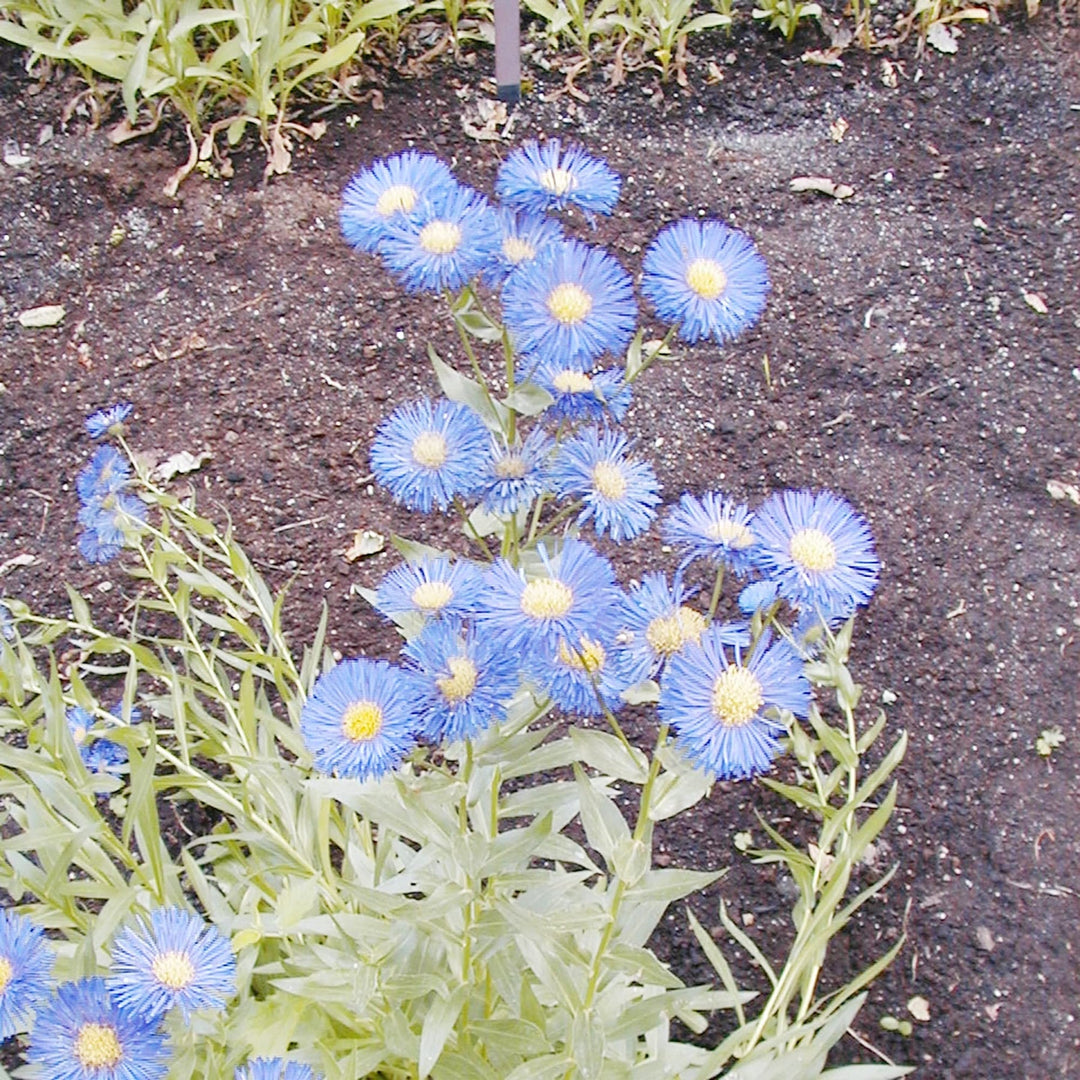 blue erigeron flower seeds