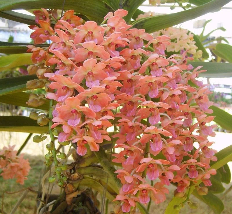 peach phalaenopsis flower seeds