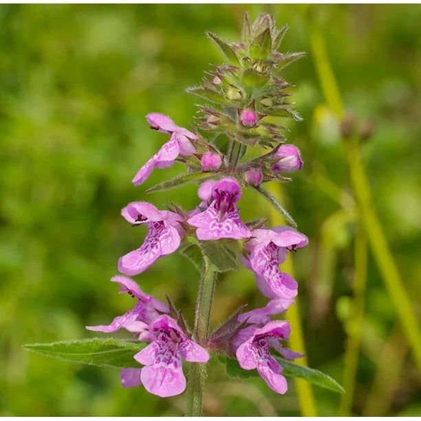 purple marsh flower seeds
