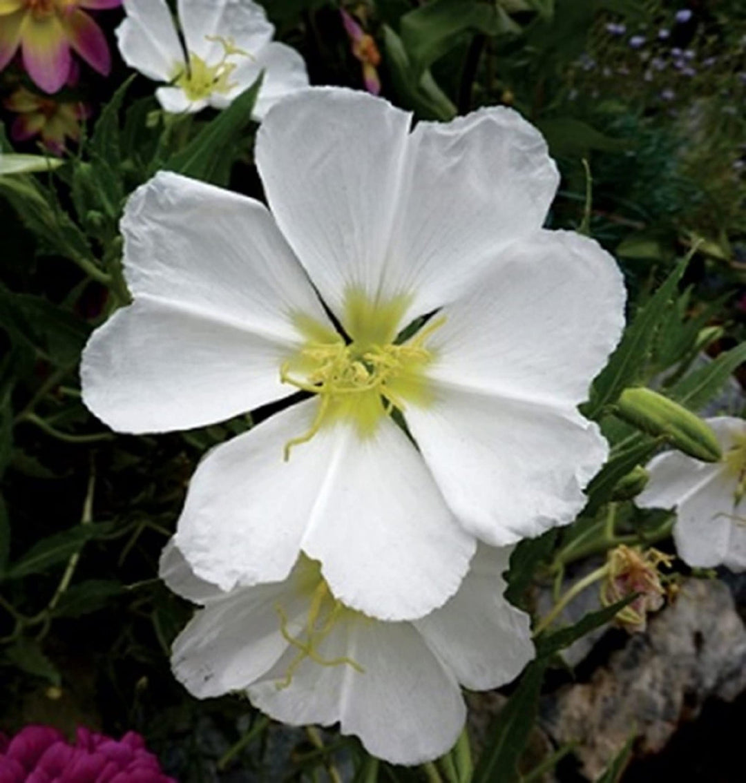 white organic flower seeds