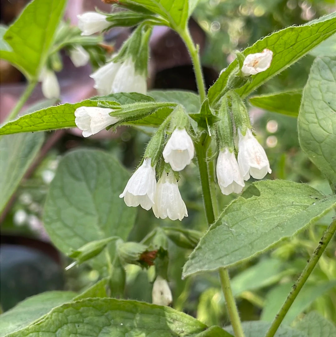 white heirloom flower seeds